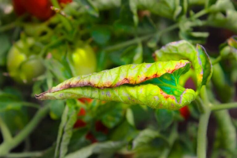 Скрученные листья на томатах