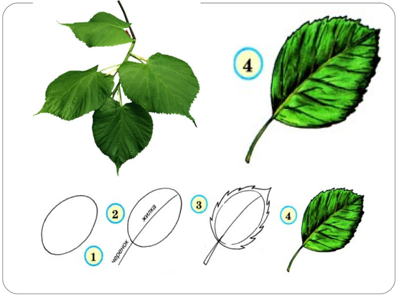 Листья раскраска для детей - 74 фото
