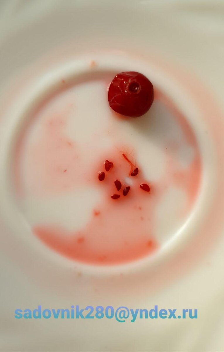 Фото автора Алесад Семечки из трех  ягод.