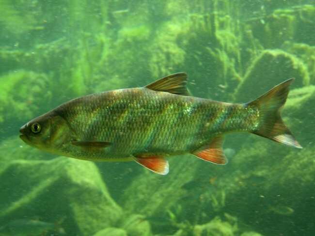 взято из яндекс-картинок.