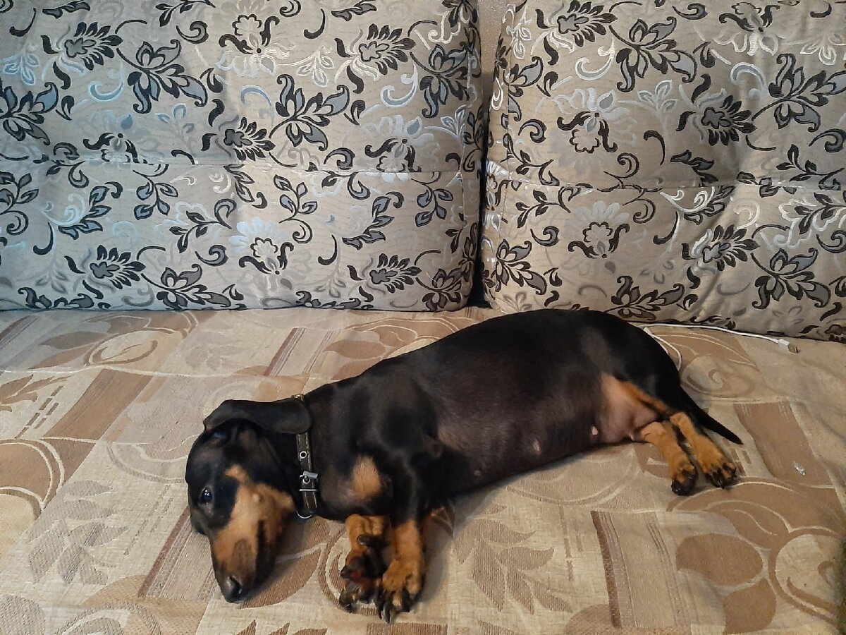 Это  когда Жужа ждала меня с учебы.