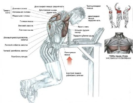 Мышцы задействованные при отжимании на брусьях