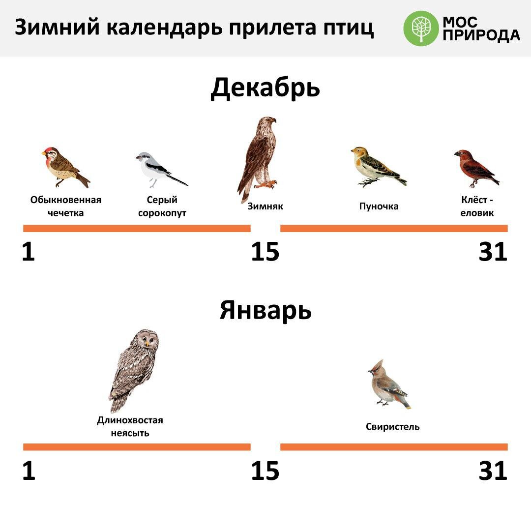 Встречаем северных друзей: какие пернатые гости прилетают в Москву зимовать  | Природа Москвы | Дзен