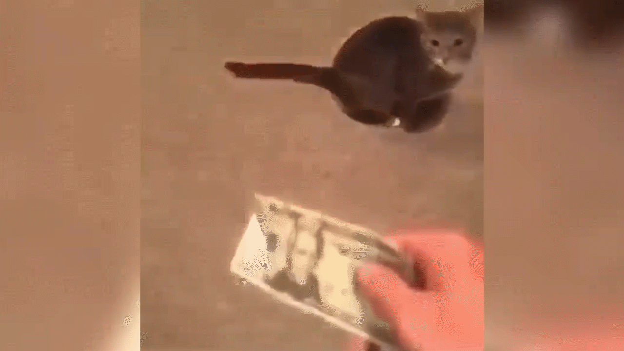 Дай на лапу