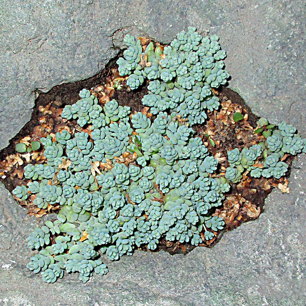 Sedum dasyphyllum 