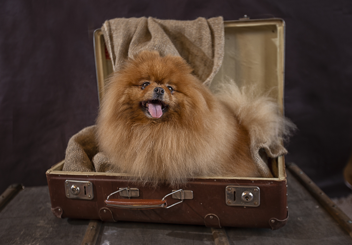 чемоданное настроение