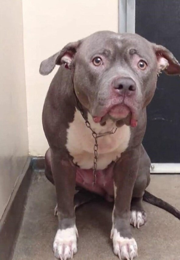 Тоскливый взгляд собаки - "А я? А я?"