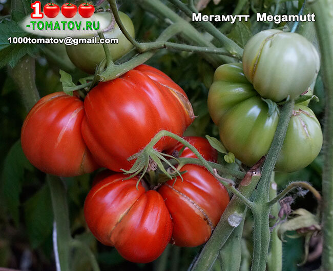 Томат Мегамутт Megamutt фото 1