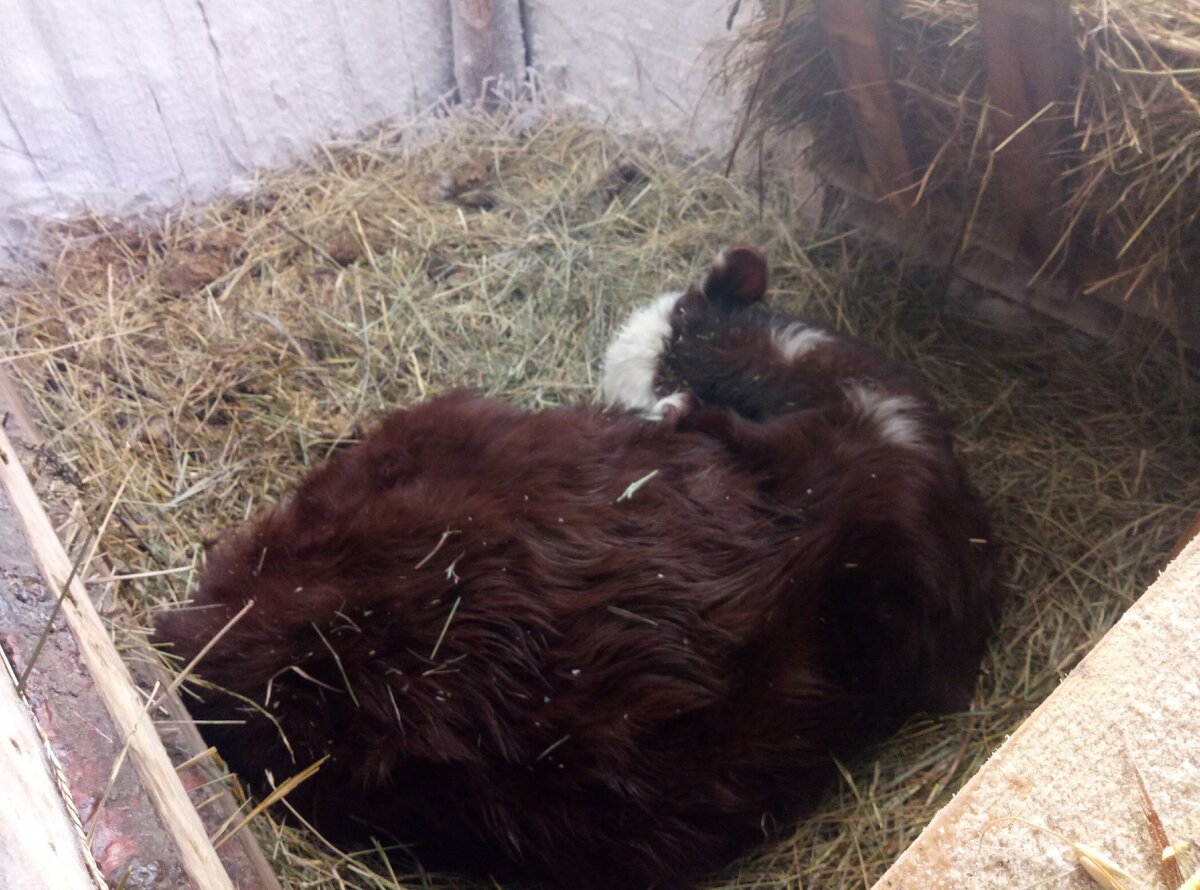 Негоже им уже в таких клетушках ютиться... Хоть и заходят только на ночь, но клетки маленькие - предназначены для телят от 0 до 3-4 месяцев.