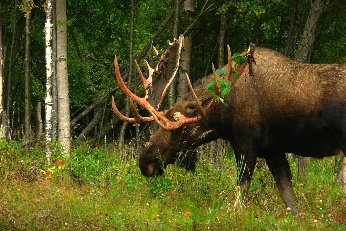 Лось, фото https://pixabay.com/ru/