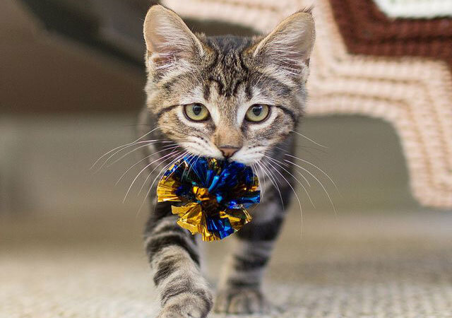 котенок сидит. самые опасные кошки в мире британии. белый кот играет. кошка приносит игрушку почему. кошка приносит игрушку почему.