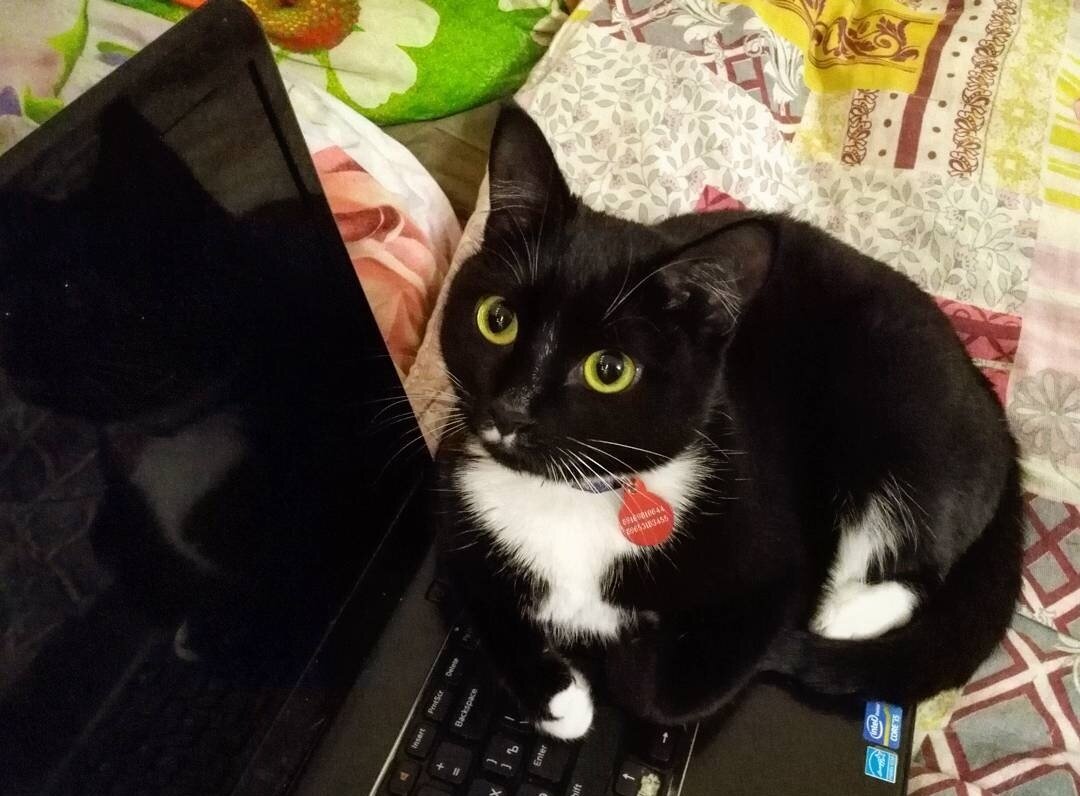 "Давай, расскажи мне о своих правилах, бесхвостый"