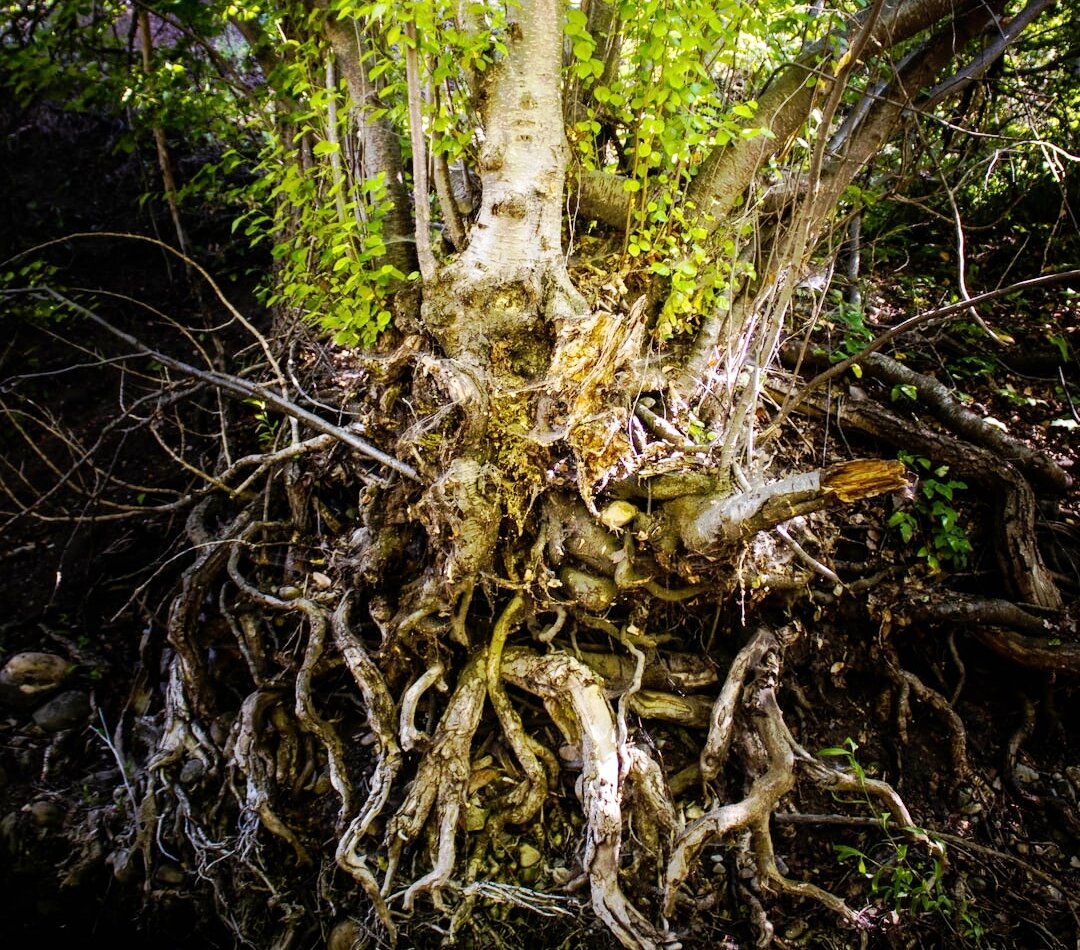 Когда корнями переплелись,  а душой не совпали