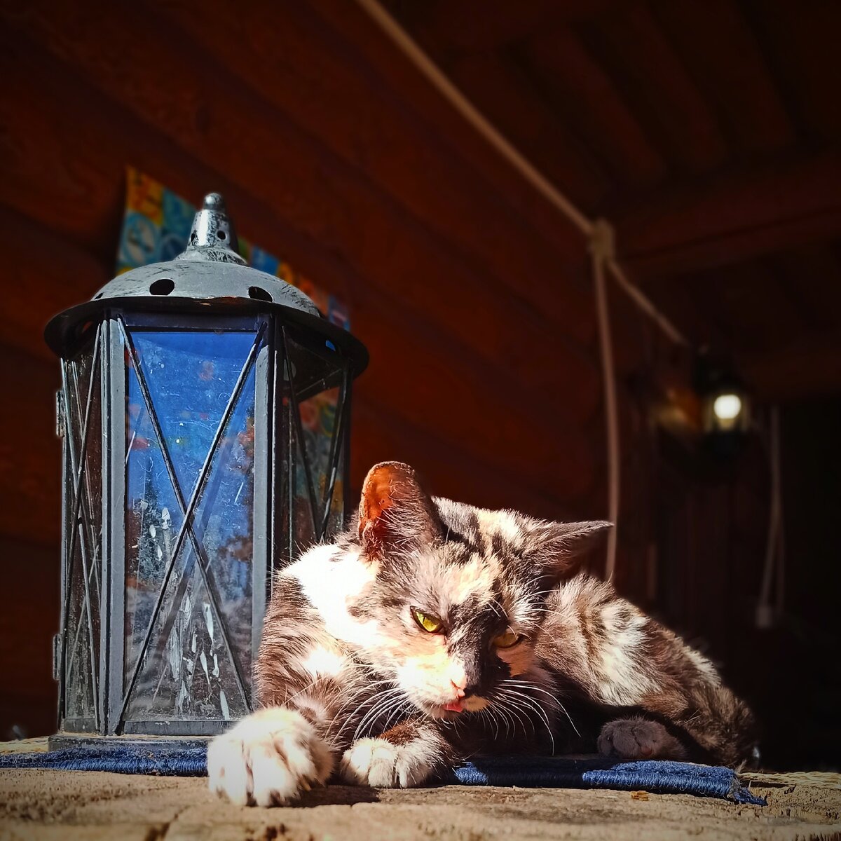 Киса ждёт, пока заработает сарафанчик))