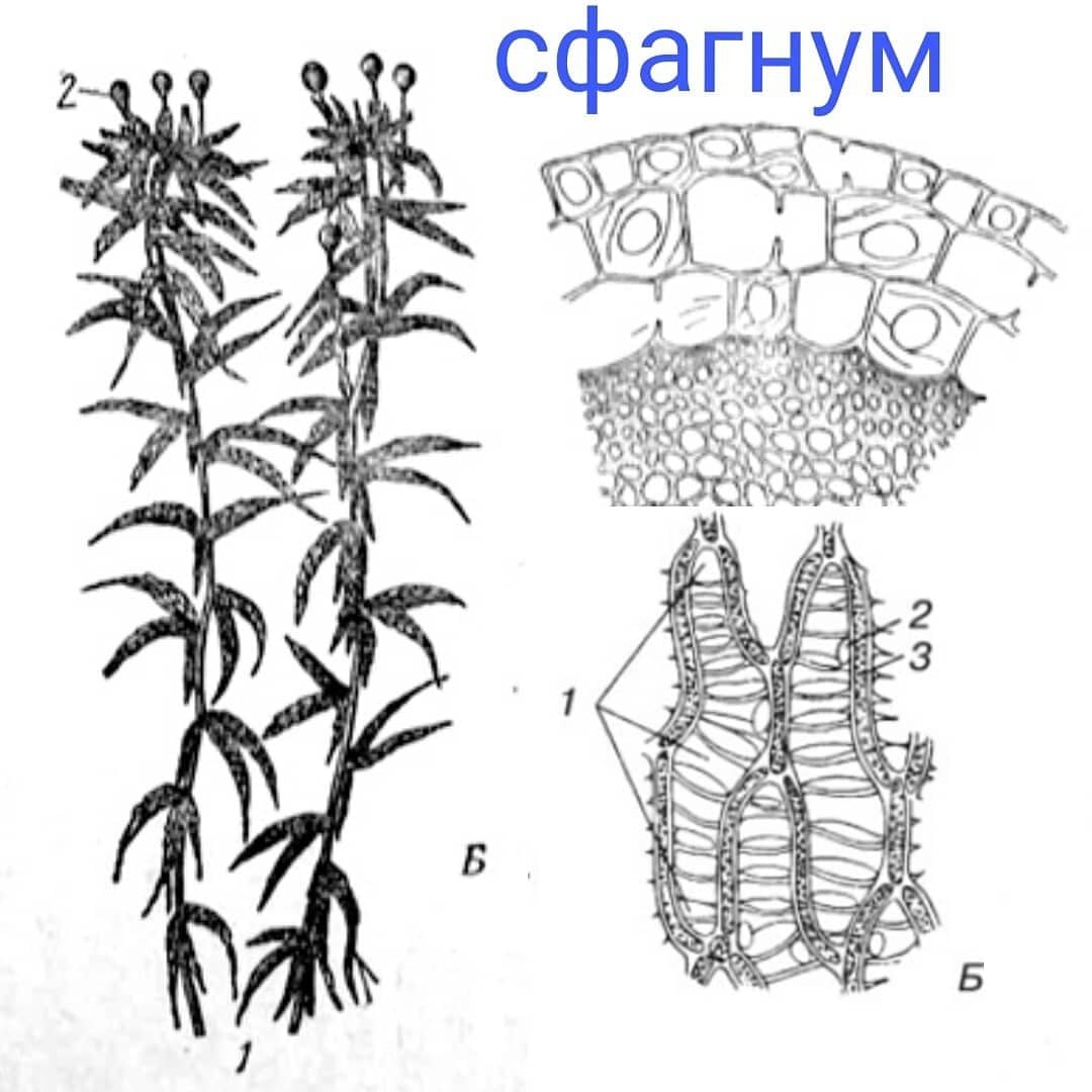 Сфагнум егэ рисунок