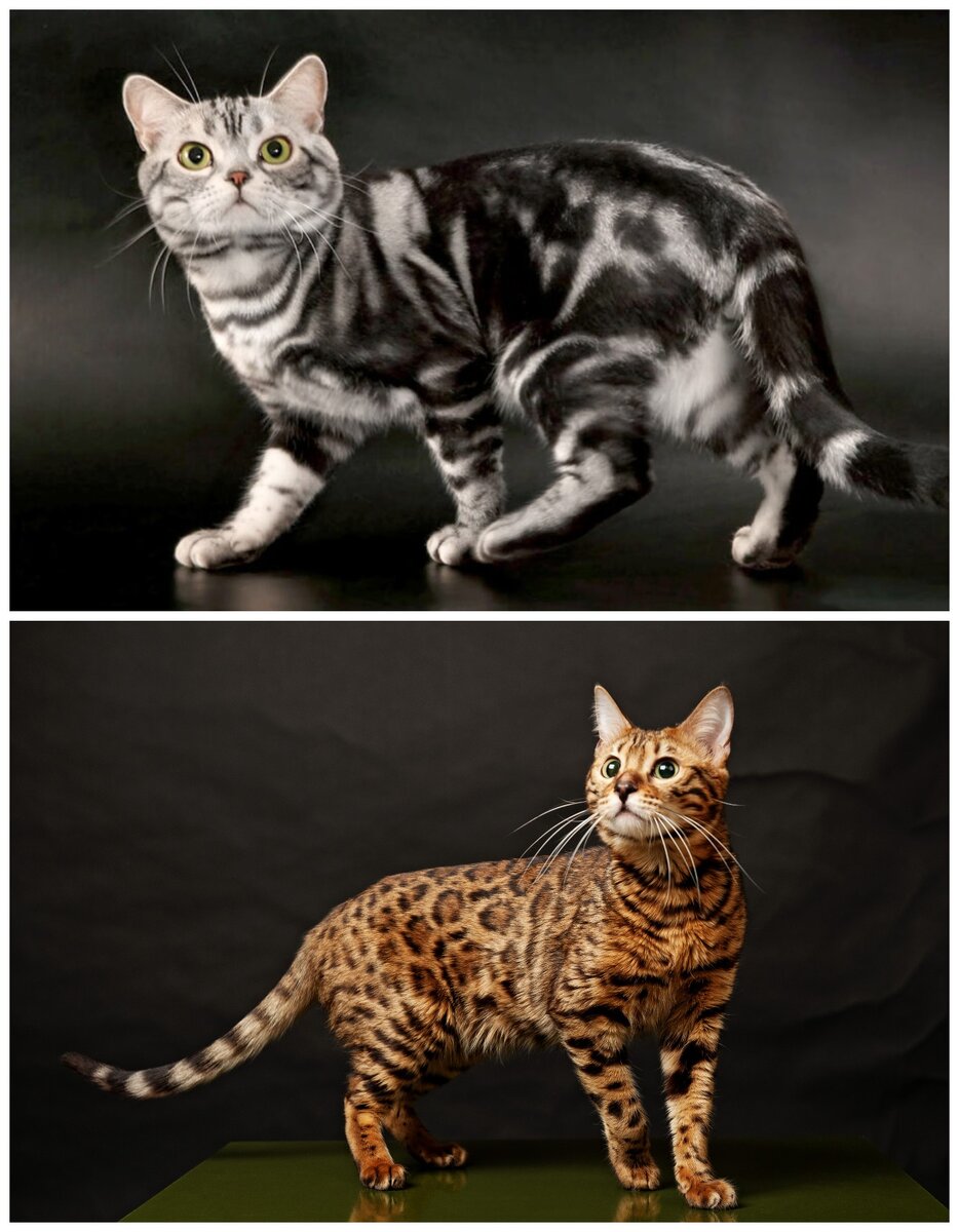 Американская короткошерстная и бенгальская кошки