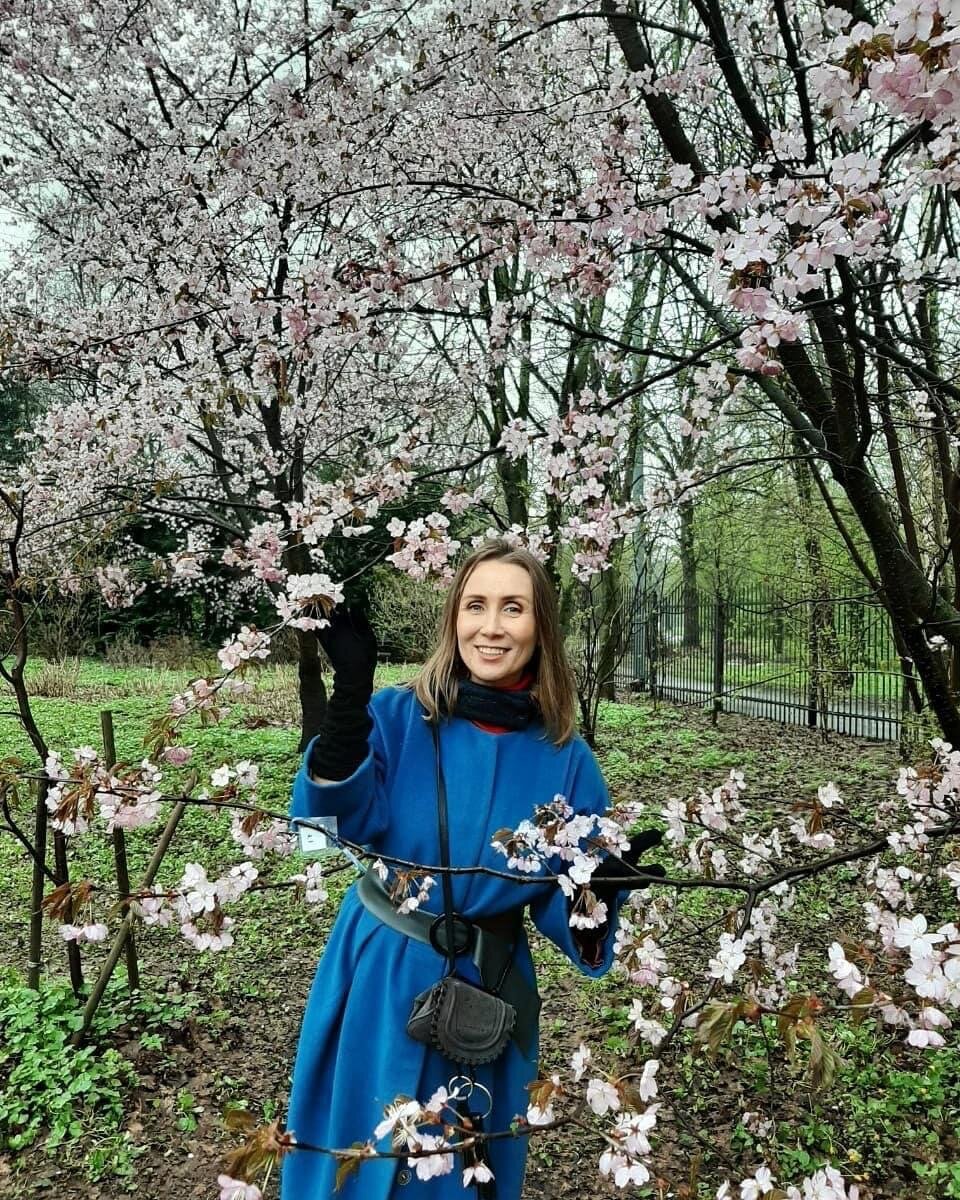 Цветение сакуры