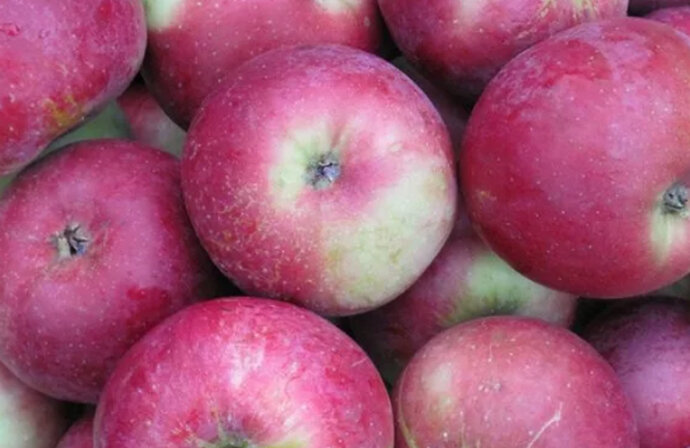 Яблоки имеют округлую форму, но при этом немного приплюснуты снизу и сверху. С одного противоположного полюса присутствует широкая воронка тупоконической формы, а с другого - небольшой глубины блюдце. Фрукт яблони прикреплён к прямой плодоножке, следствием чего является малая осыпаемость. Плод покрыт гладенькой среднеплотной кожицей с характерным блеском, основной цвет которой – жёлтый, а покрывающий – багряный с расплывчатой структурой. Мягкая ткань – средней плотности, зернистая, сочная, окрашена в кремовый оттенок.