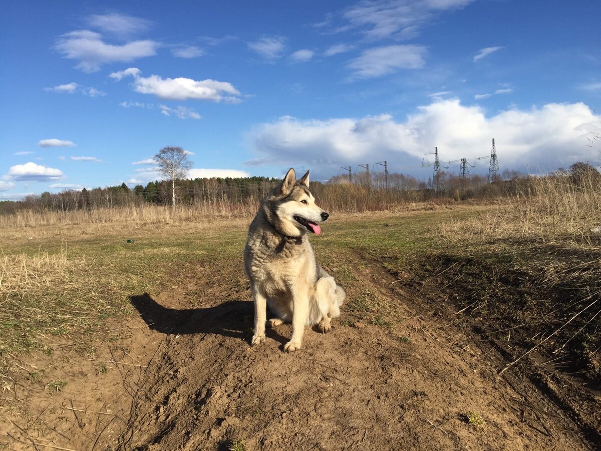 Лайму у нас уже брали люди и произвели на нас отличное впечатление. Договорились, что мы навестим их через несколько дней. Когда приехали навестить Лайму, оказалось, что люди обманули нас, что живут в этом частном доме постоянно. Лайма охраняла пустой дом за глухим забором, а хозяева приходили ее только кормить. Разве это хорошая жизнь для такой идеальной собаки?