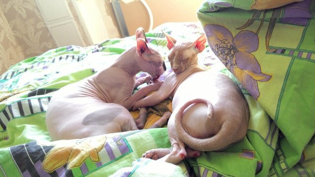 Друзья навек 