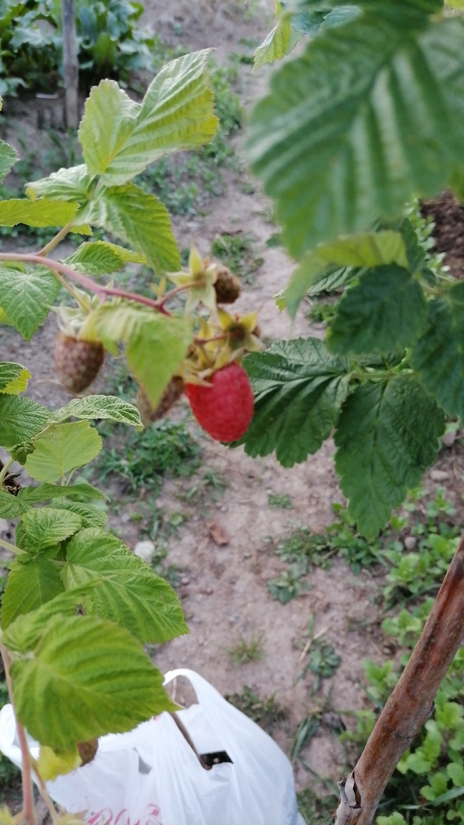 Малина в контейнерах