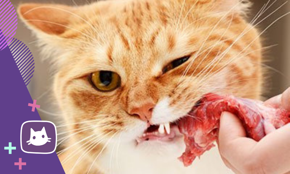 😺Натуральное питание для кошки: что нужно, что можно, что нельзя | Нос ...