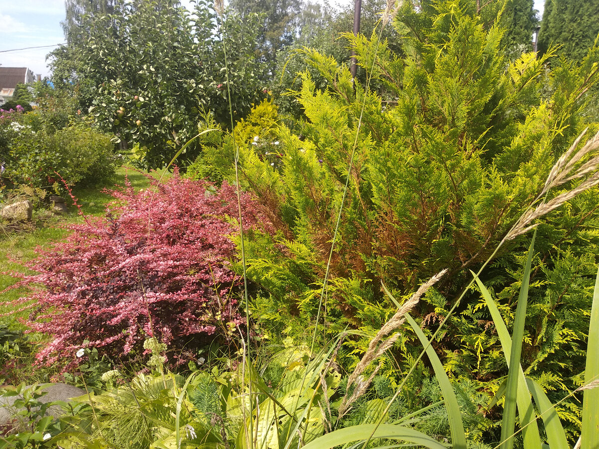 Кипарисовик долго восстанавливается после солнечных ожогов. Фото автора