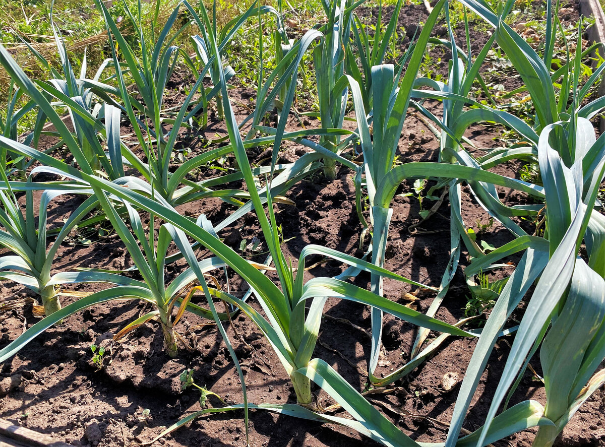 Лук-порей на нашем огороде, август 2021 г