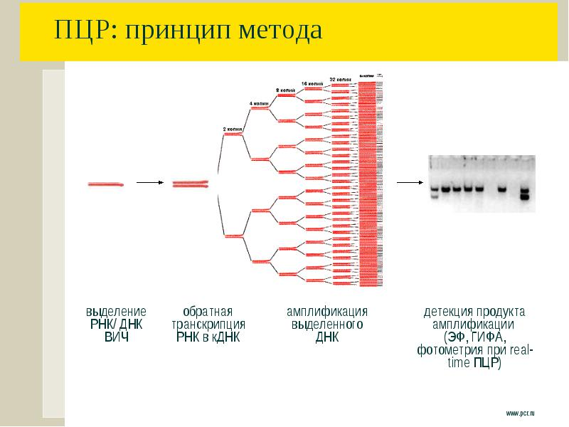 Характеристики пцр