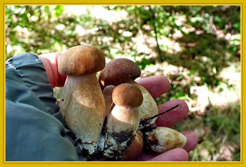 Истории грибников. История грибов. Корзина с грибами. Грибы и грибники казани. Корзинка в лесу.