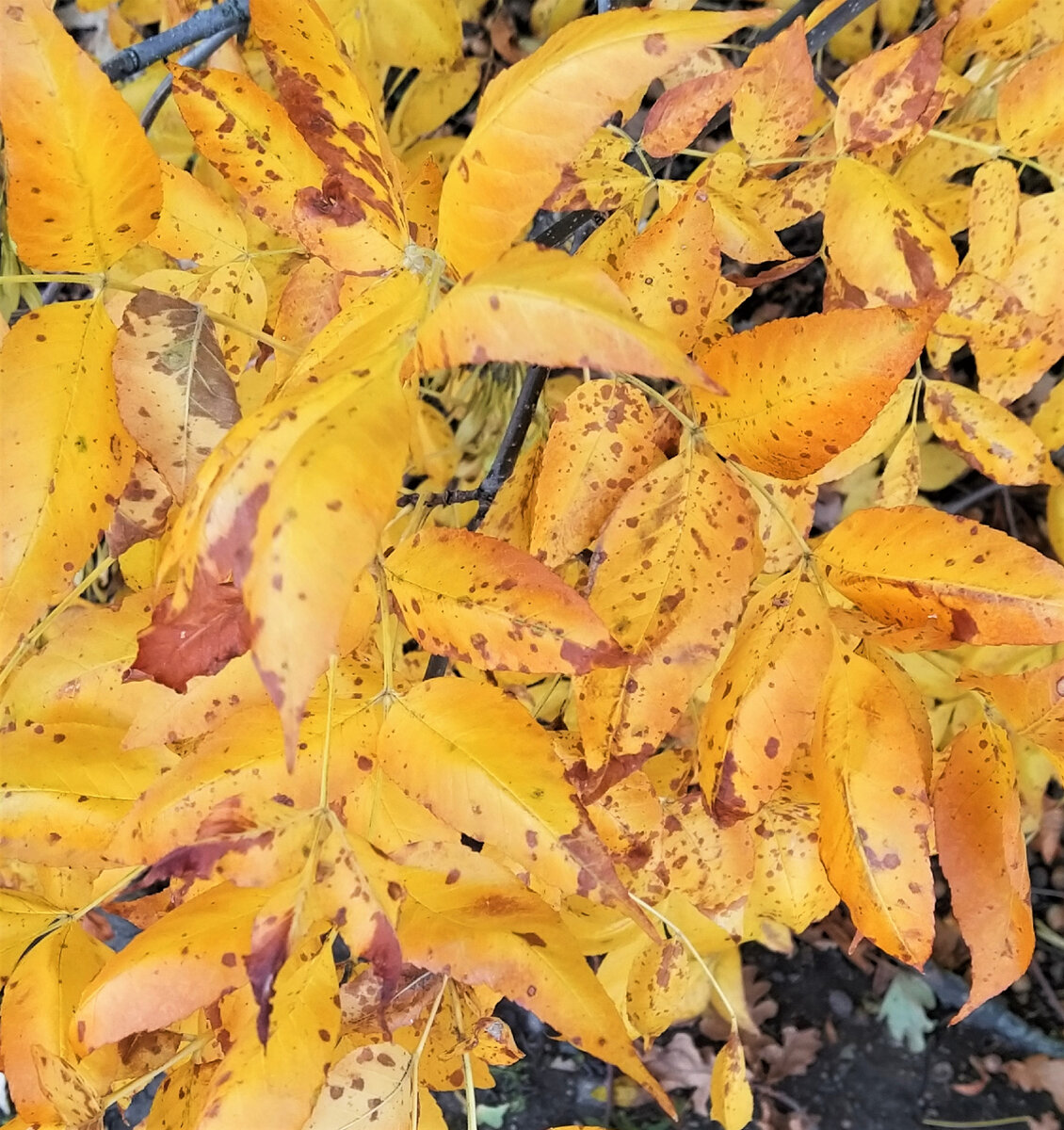 За это и люблю осень.