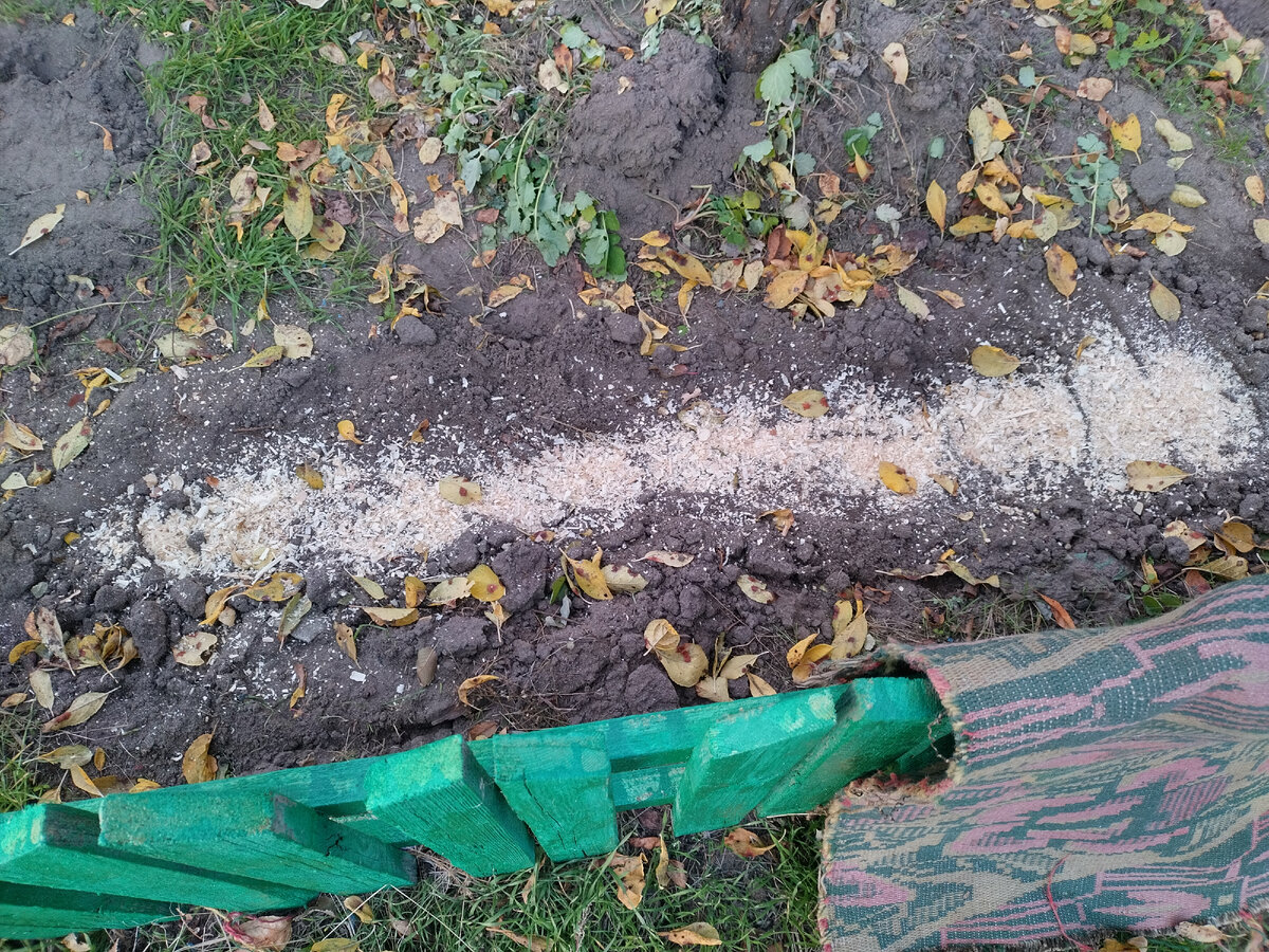 Присыпала опилками, чтобы обозначить место посадки.