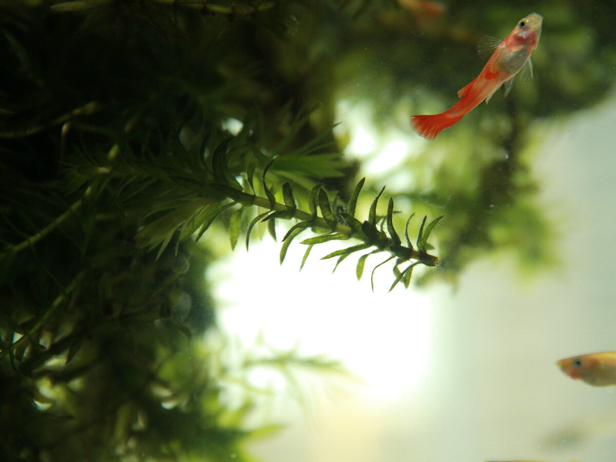 Гидрилла - популярное растение у аквариумистов. Photo credits (Public Domain Mark 1.0): the photo was taken by Timothy Jabez and on flickr.com as "Guppy and Hydrilla". This photo was not modified.