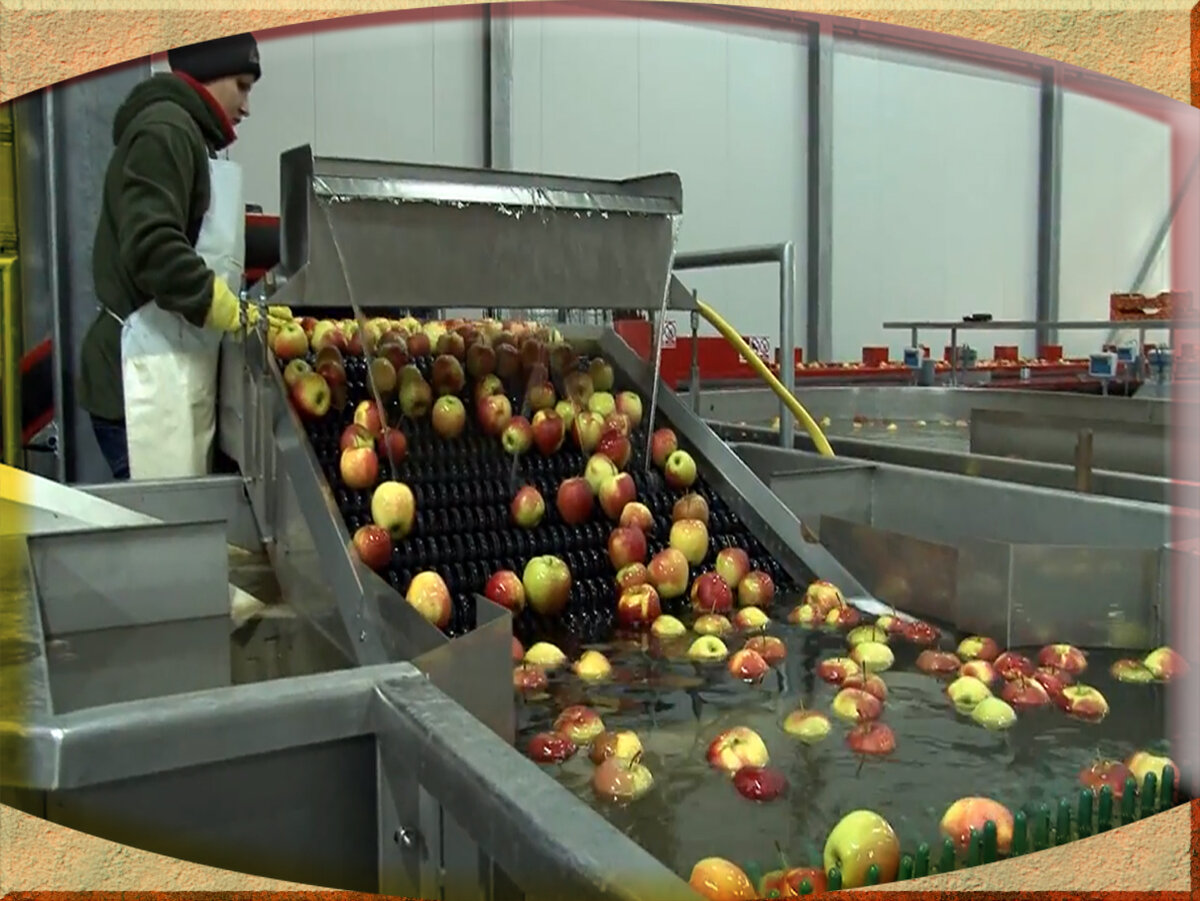 Машины для калибровки фруктов