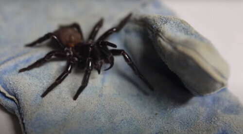 Паук из семейства Atracidae