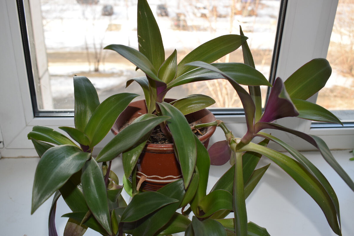 Традесканция(фото автора)