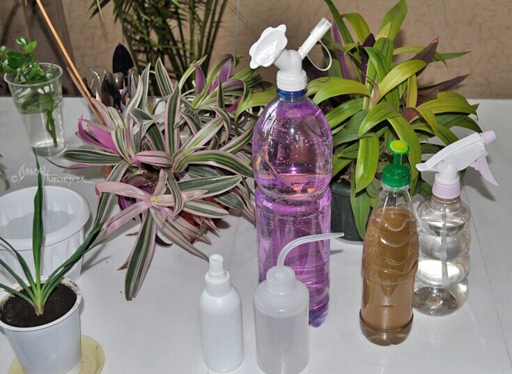 Пересадка и размножение дело ответственное!