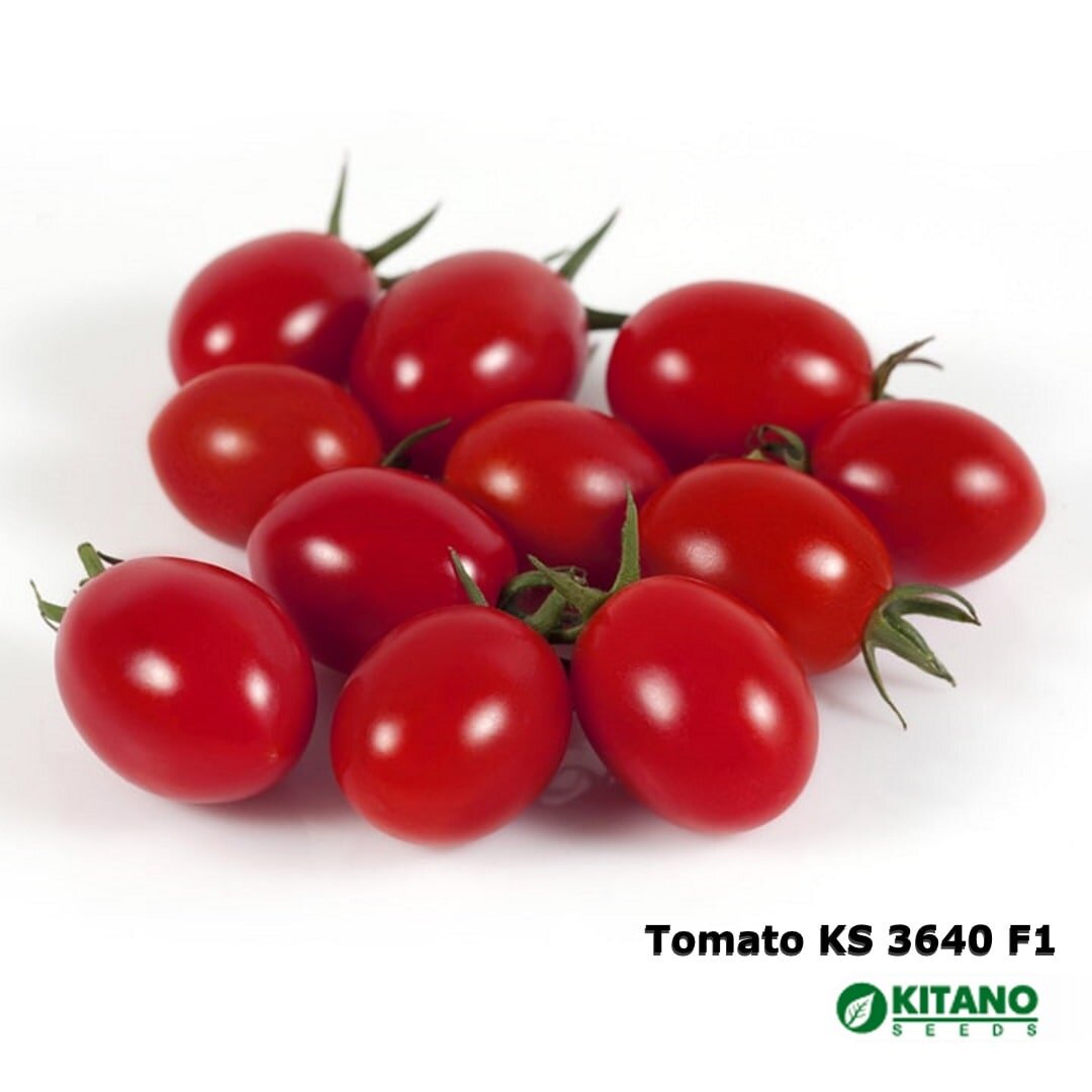 1000 семян томатов. Томат детерминантный черри. Семена томата черри детерминантный. Томат KS 38 f1. Томат ks18f1.