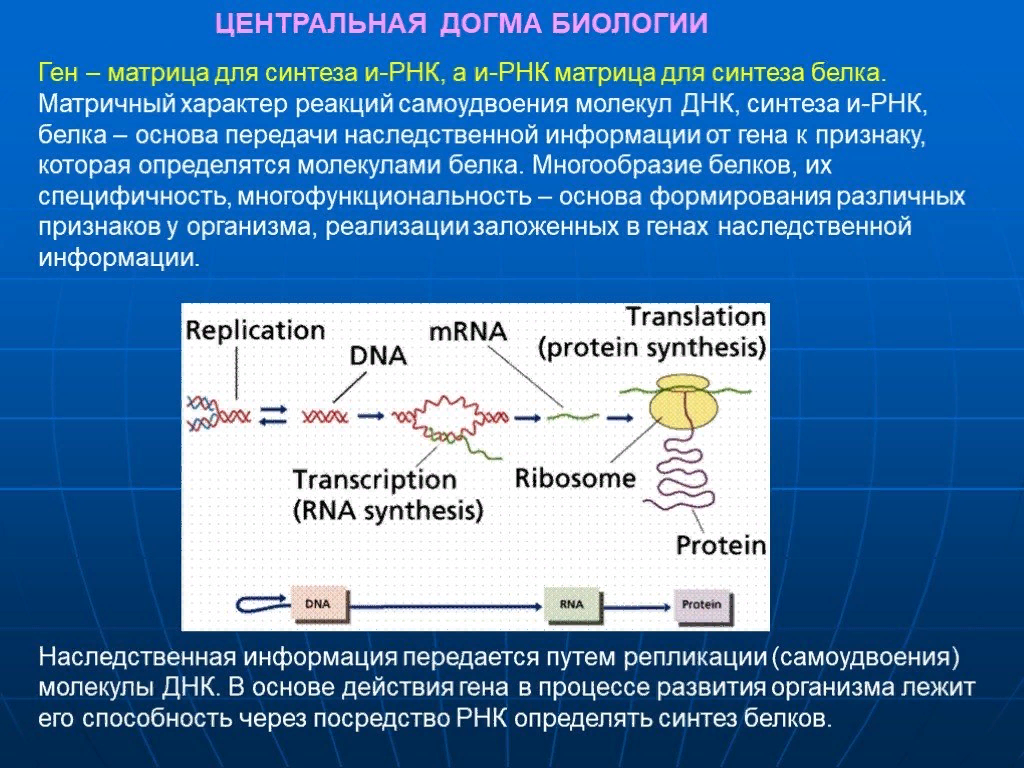 Является матрицей для синтеза рнк. Синтез ИРНК на матрице ДНК. Синтез матричной РНК. Матричный Синтез это в биологии. Матричный характер реакций биосинтеза.