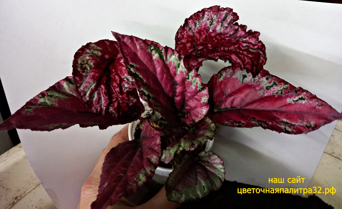 Вот такая красота !!!