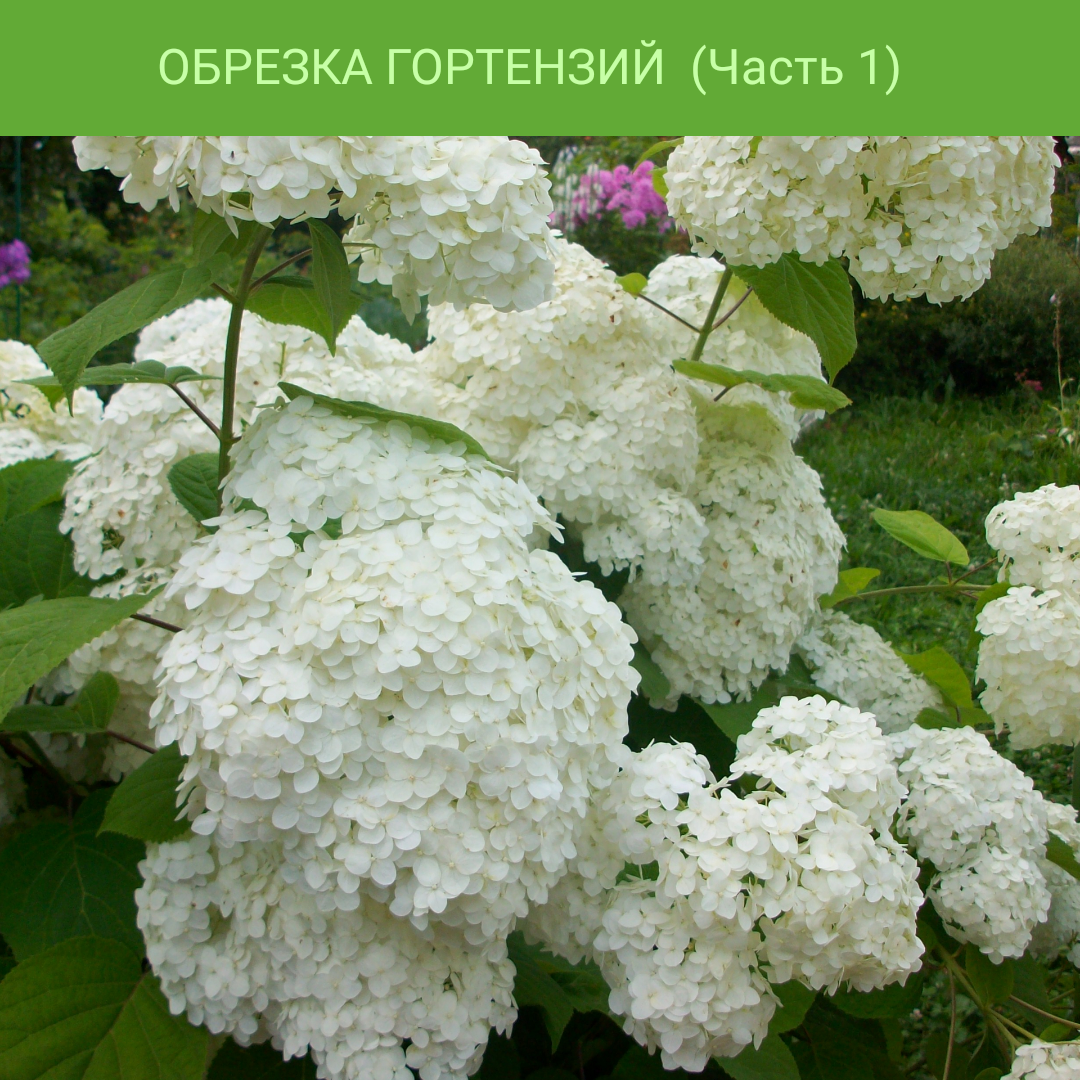 Коллаж 1. Гортензия древовидная из нашего САДА (Июль)