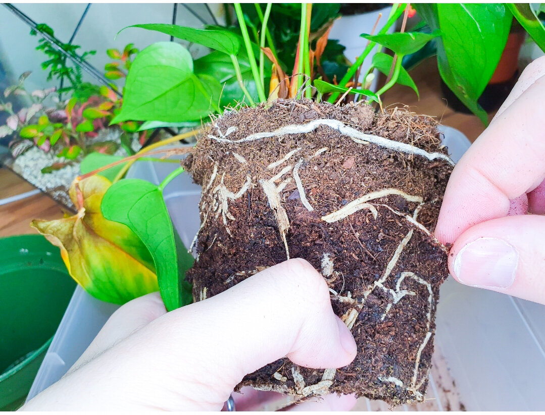 Спустя неделю после того, как привёз растение домой, грунт почти наполовину влажный