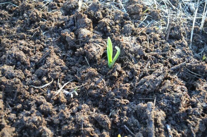 Чеснок прорастает на грядке.