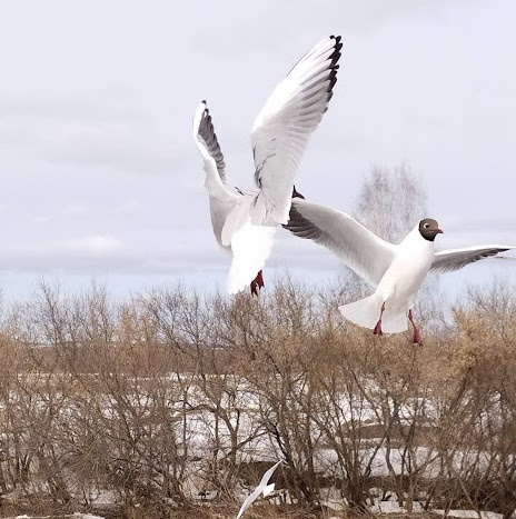 Крачки на реке весной. Фото автора