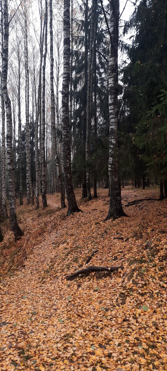 Сбоку от дороги вот такой осенний лес с неповторимым запахом осени.
