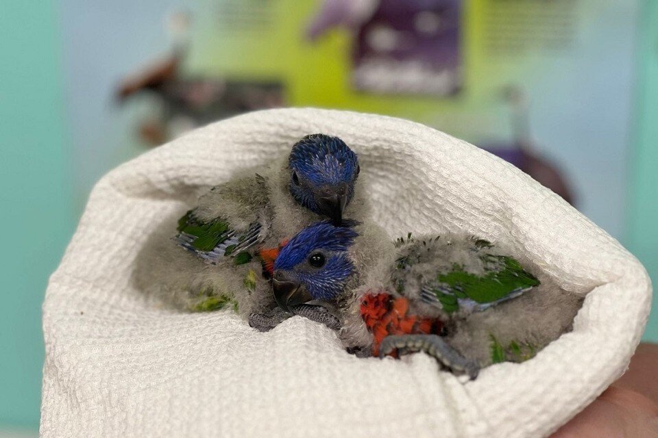    При рождении лорикеты были невероятно малы. Весили всего 6 граммов! Фото: Новосибирский зоопарк // "ВКонтакте".