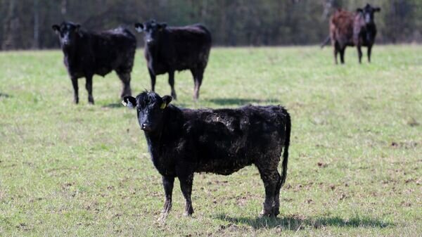   © Sputnik / Виталий Белоусов