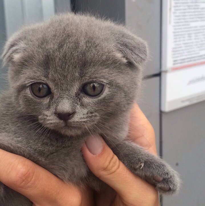 Выбрали котенка по имени Бакс