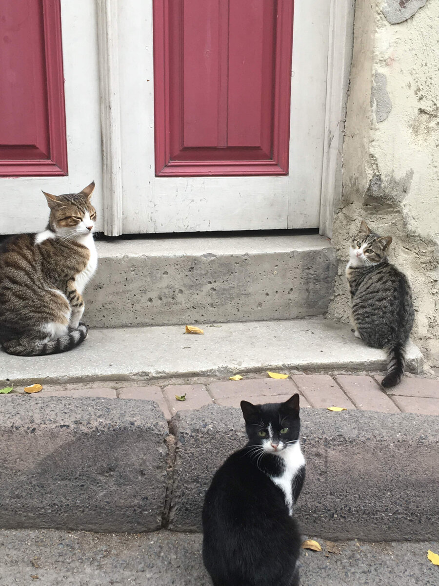 Милые котики