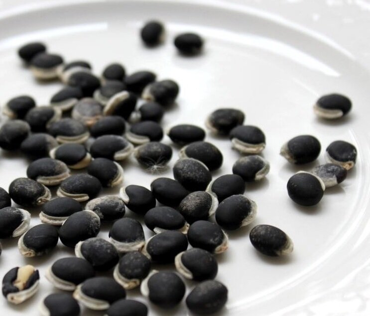 Семена прорастут по истечении 30-40 дней

